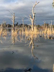 picture of a wetland called gum swamp