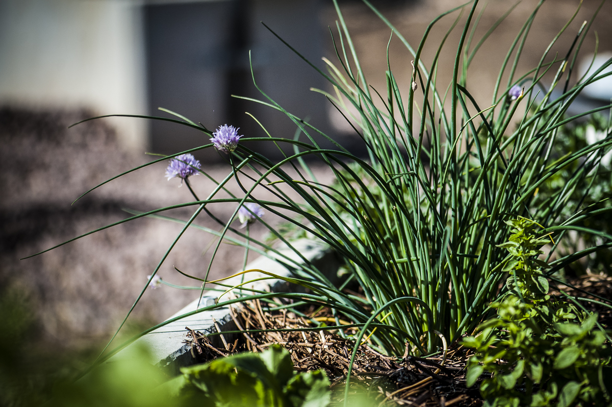 Girragirra Green Living Garden