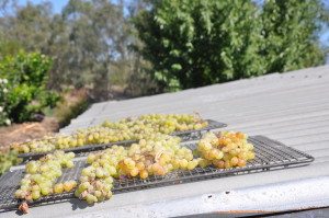 sustainable accommodation in forbes nsw