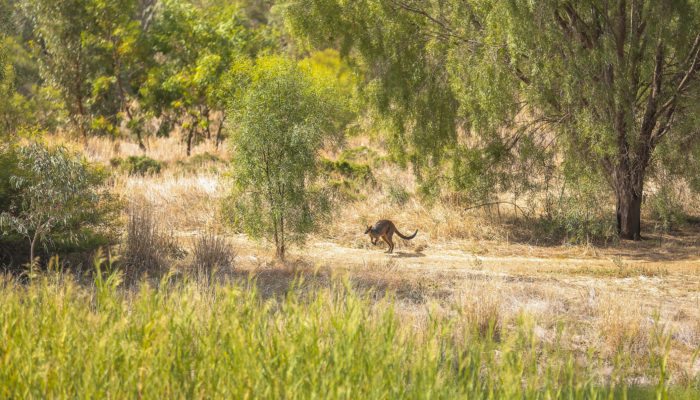 Wallaby