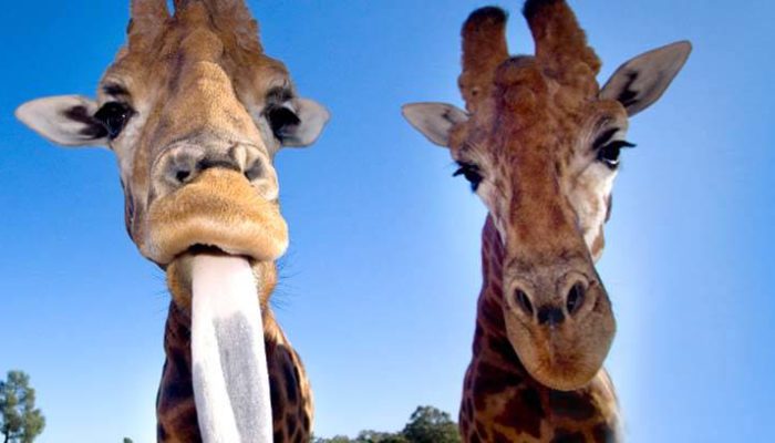 Cheeky giraffe at the Western Plains Zoo is just a day trip from Girragirra